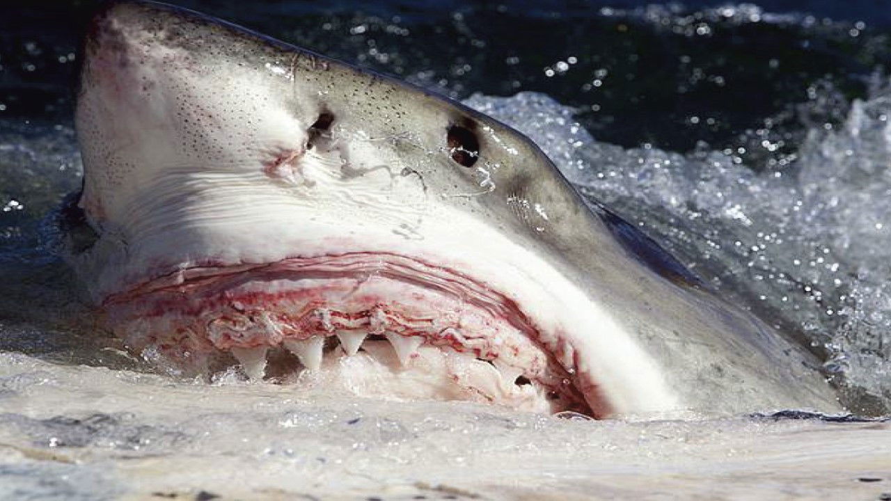 Killer Sharks: The Attacks of Black December