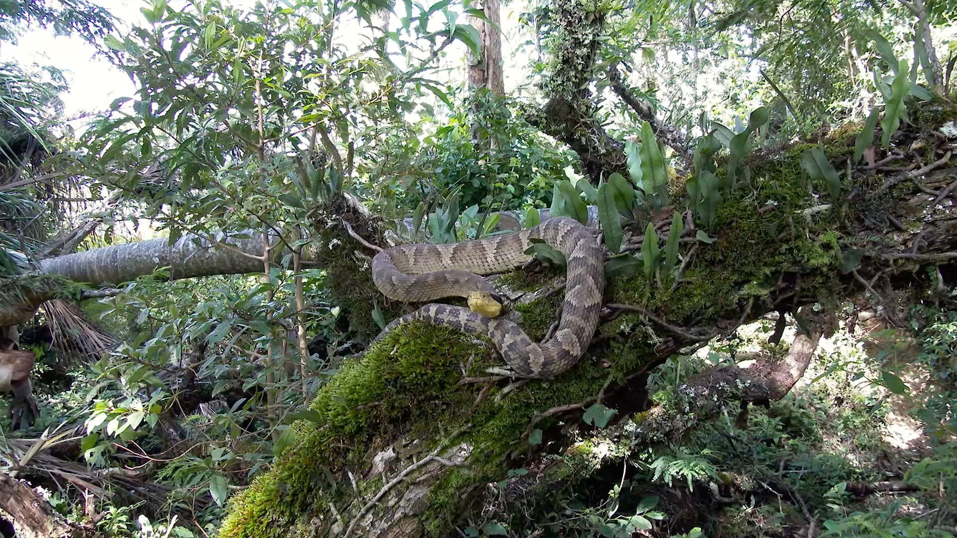 The Unknown Snake of Bolivia