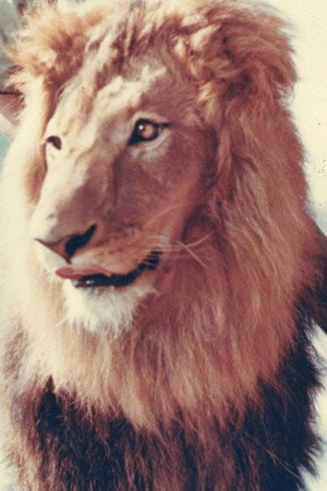 Zamba