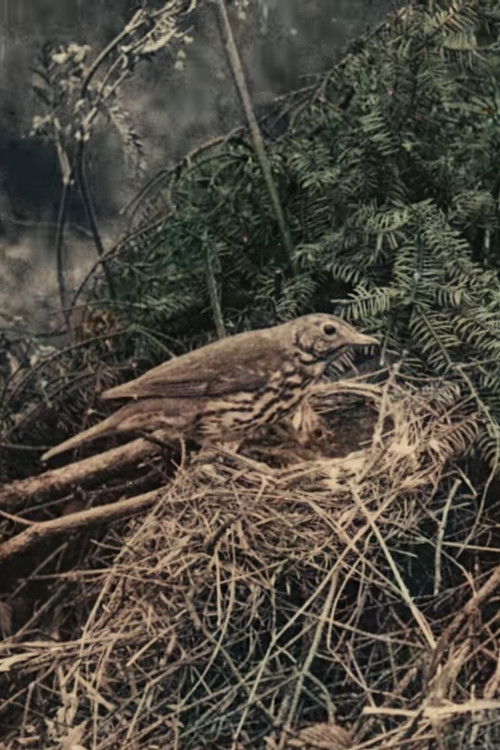 Wild Birds in Their Haunts