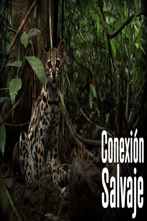 Wild Connection