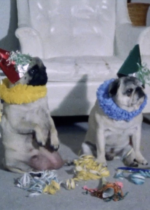 Dog Stories