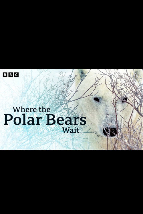 Where the Polar Bears Wait