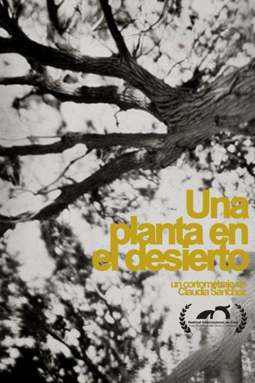 A plant in the desert