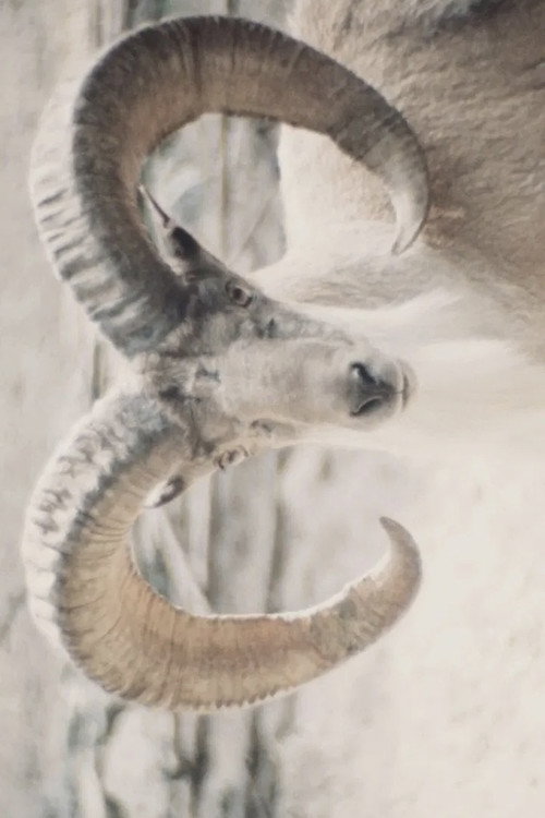 Paradies der Tiere