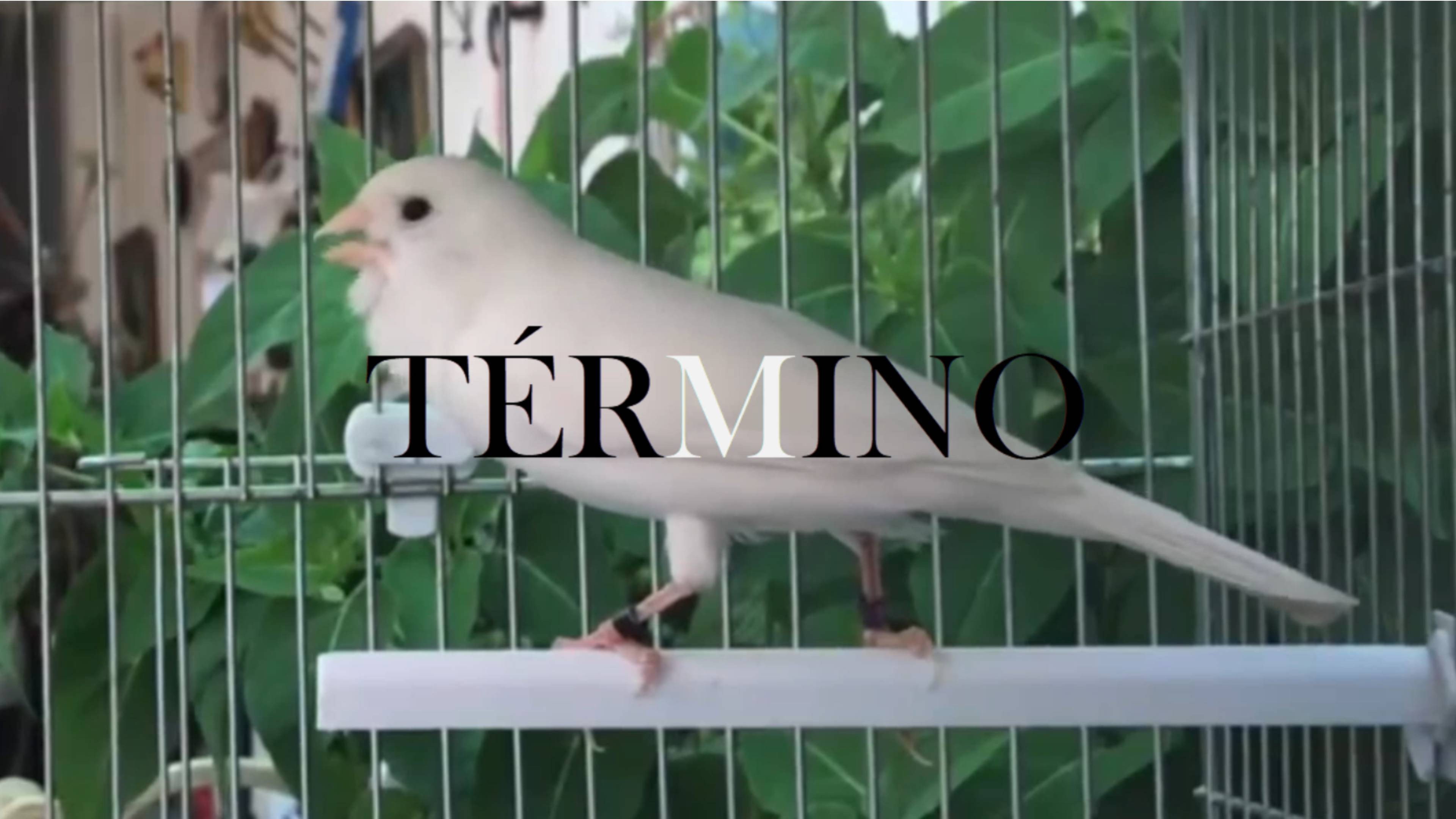Term
