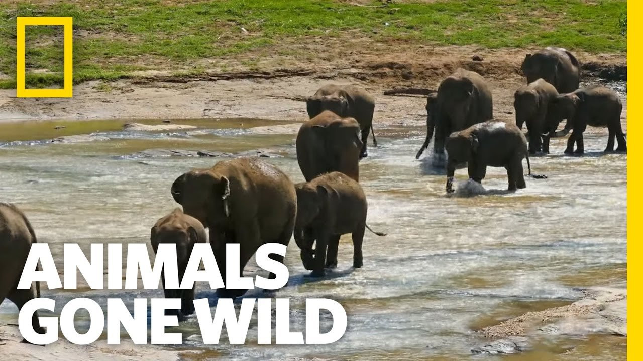 Animals Gone Wild