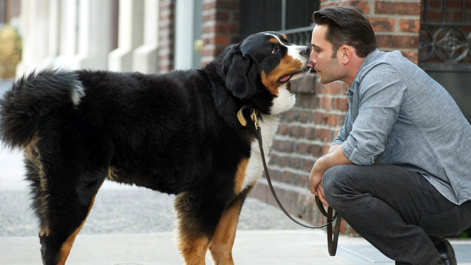 Dogs In The City