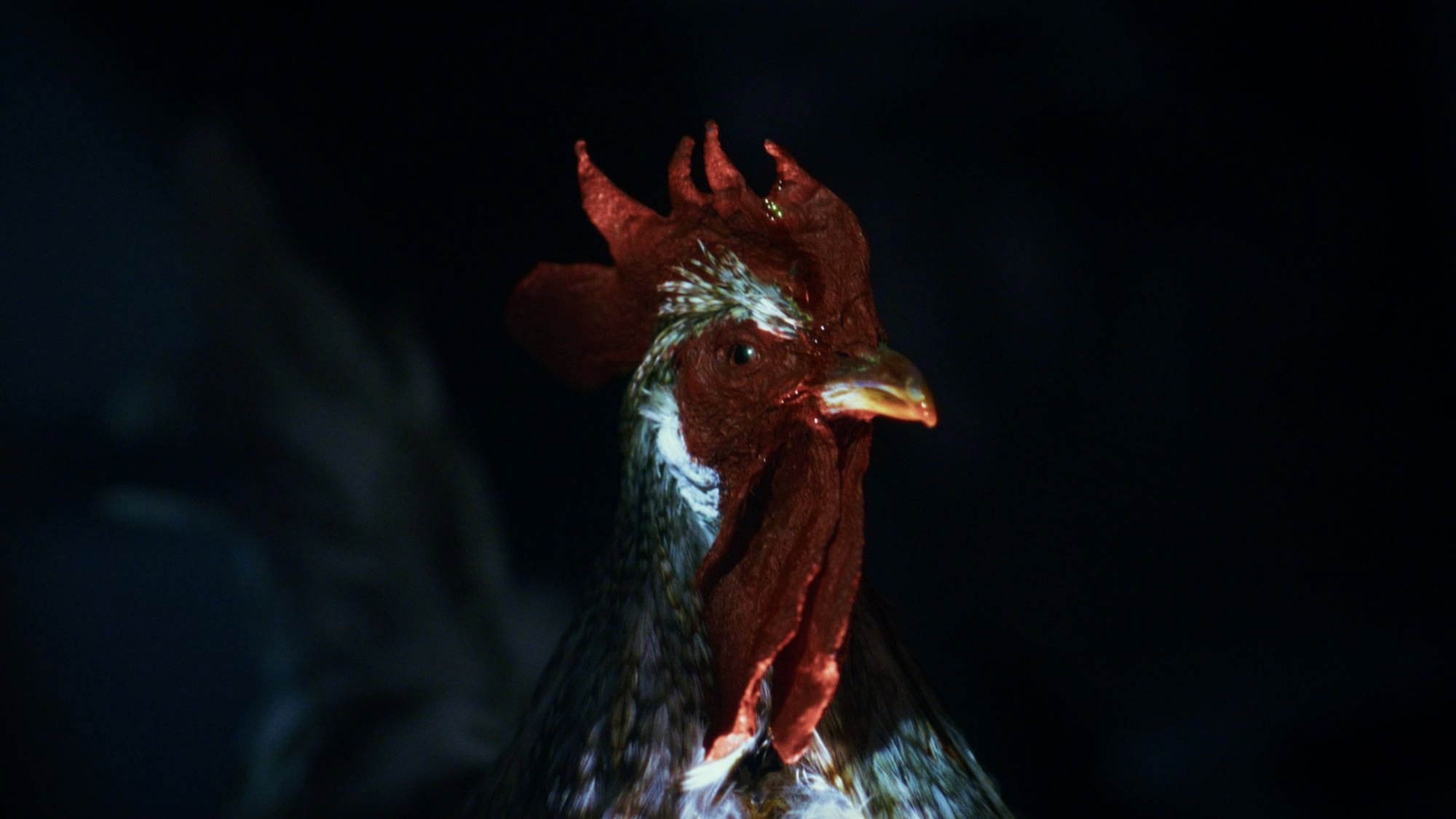 Rooster Road