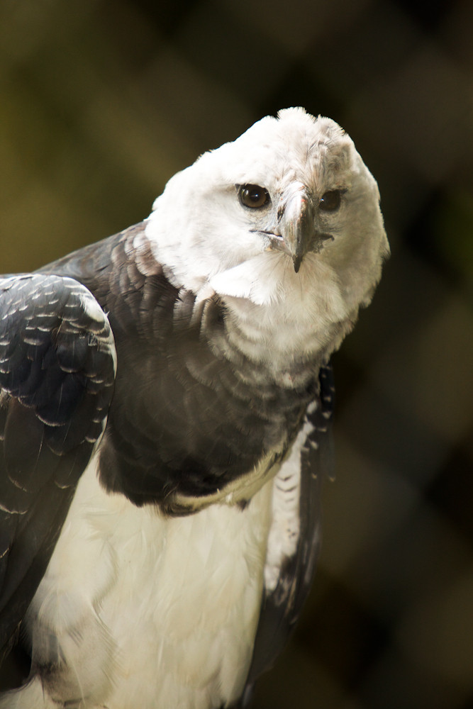 BBC Natural World:The Monkey-Eating Eagle of the Orinoco