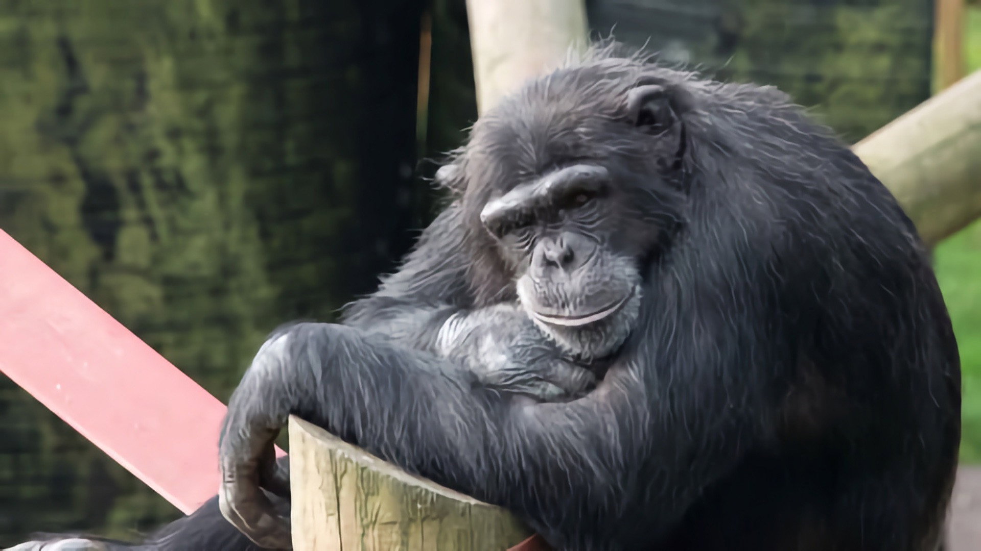 Monkey Life