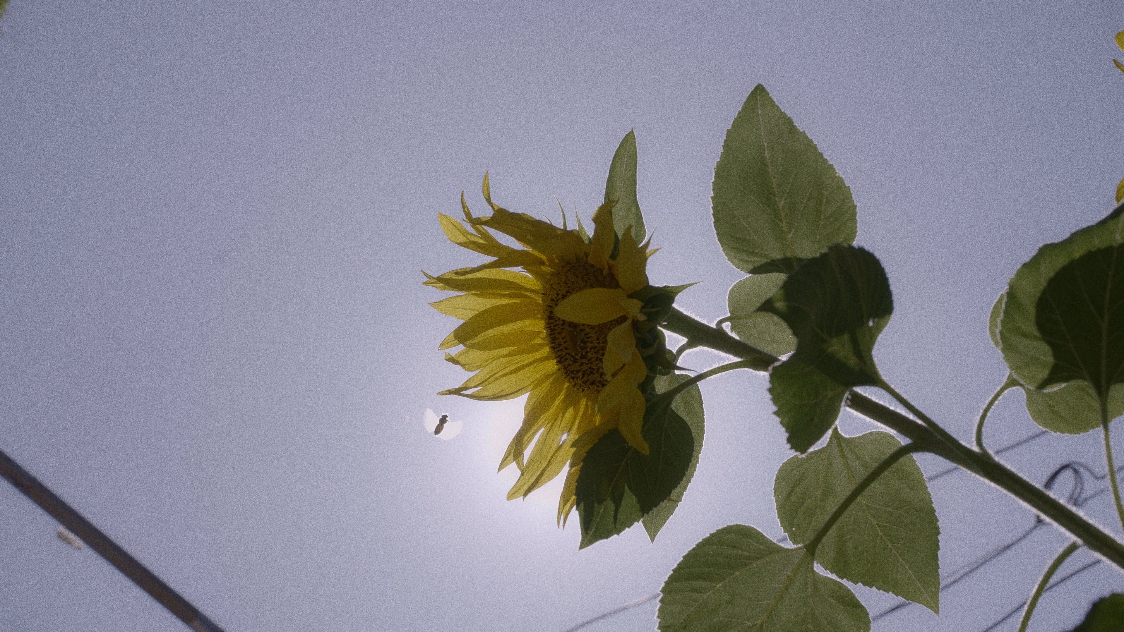 The sunflowers house